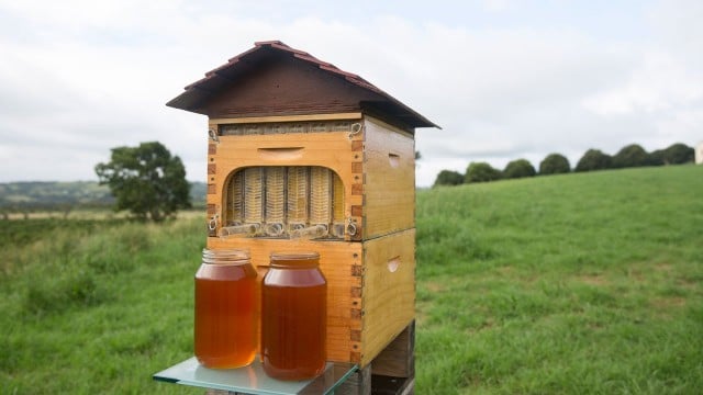 Flow hive could be sweetener for bee health