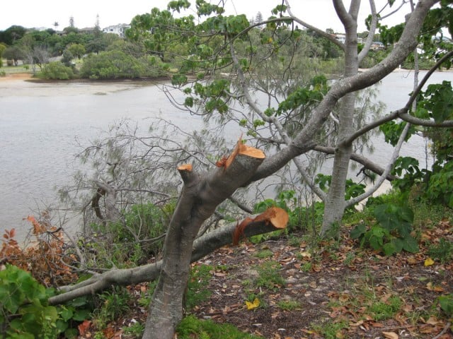 Another tuckeroo next to Cudgen Creek which was hacked down. Photo Tweed Shire Council