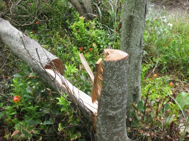 One of the tuckeroos near the walking track which which were chainsawed last week. Photo Tweed Shire Council