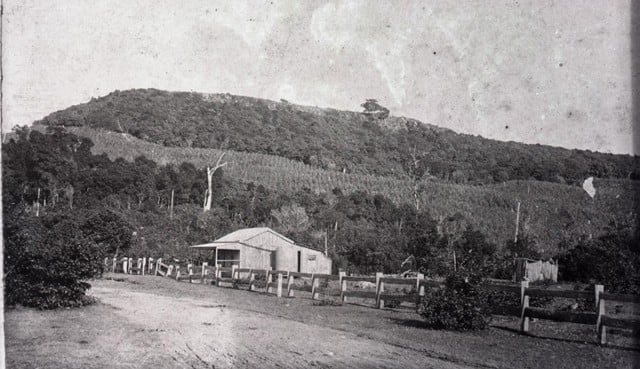 Banana growing on Razorback circa 1890s. The small house in the foreground is approximately where Scotts Market Basket used to be (now a vacant lot opposite the Ivory Hotel). Photo courtesy Tweed River Regional Museum. Photo courtesy Tweed River Regional Museum. 