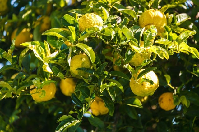 Wild-grown lemons that will find their way into a lemoncello bottle. Photo Tree Faerie.