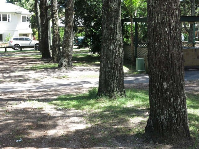 Some of the historic pines, almost 100 years old, surviving in the Terrace reserve. 