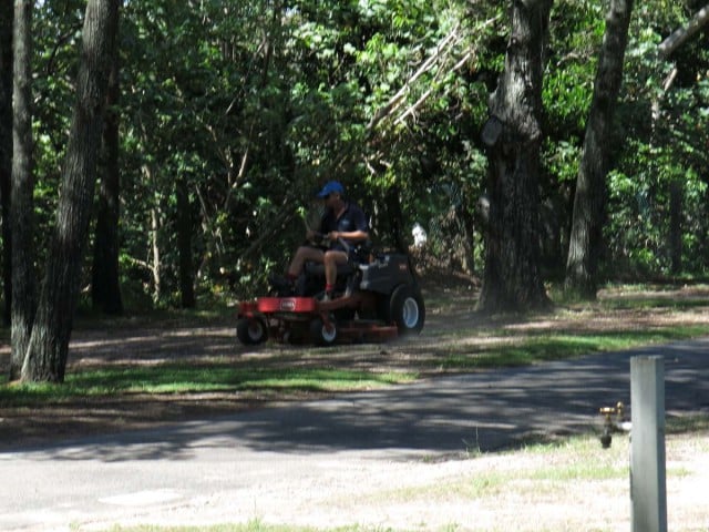 A contractor mowing around the root area of the memorial trees in the reserve.