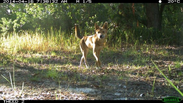 One of the wild dogs captured by special cameras on the Tweed Coast recently.  