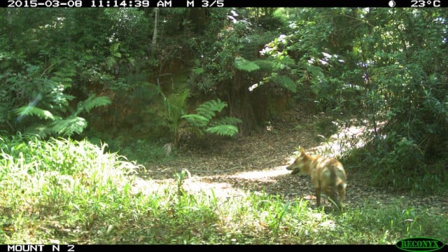 An image of a wild dog captured by the motion sensor cameras on Mount Nullum before they were stolen. (supplied)