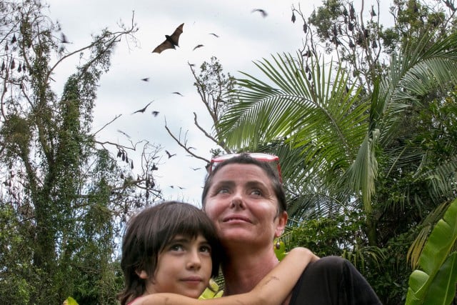 Lisa Sandstrom and daughter Luka live over the road from this huge flying fox colony, which has grown substantially in the last few years. Photo Jeff ‘Batshakes’ Dawson