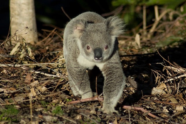 North Coast residents are being invited to take part in the annual Koala Count. (File pic)