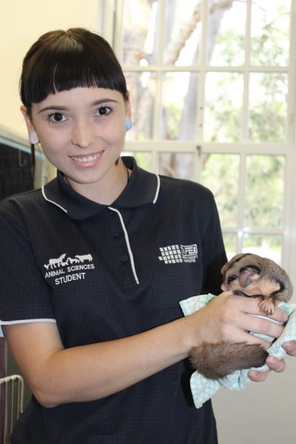 Kirsty Heseltine with an injured squirrel glider. Photo supplied