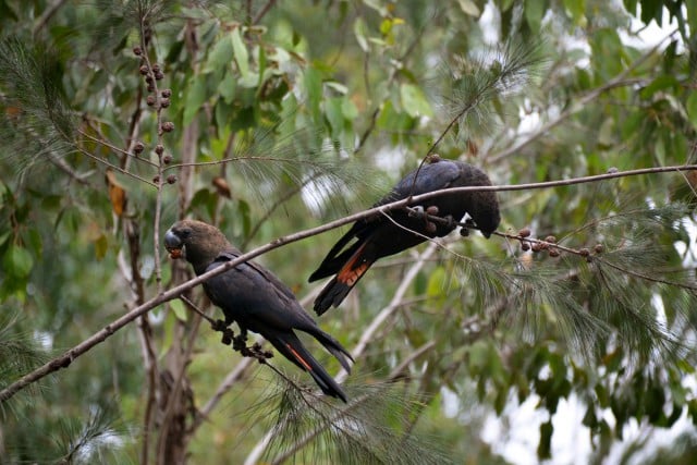Endangered Glossy black cockatoos. Photo Felicity Harvey