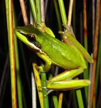 he federal environment department has given Kings Forest developer Leda the green light to clear 44 hectares of Wallum Sedge Frog habitat. Photo supplied