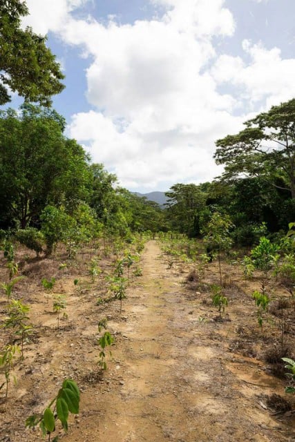 A thousand trees will be planted on Mother's Day at Mullumbimby. (file pic)