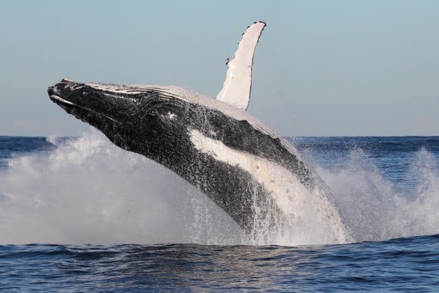 A humpback whale breaching. Photo Wild About Whales