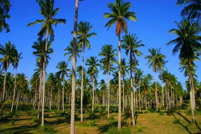 Coconut plantations:  Once again the Third World becomes the quarry for our mass consumption – this time in the form of a coconut grove. Photo www.trekearth.com