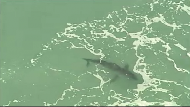 A shark resembling a great white, spotted by a Channel 9 helicopter near where a man was attacked by a shark at Ballina earlier today (Thursday July 2). Photo Twitter/ Channel 9