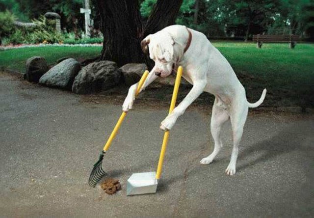 A well-trained dog is a happy dog, and soon Ballina will have its first enclosed dog training area.