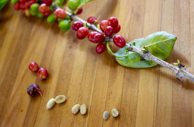 From-cherries-to-green-bean,-coffee-through-its-processing-stages