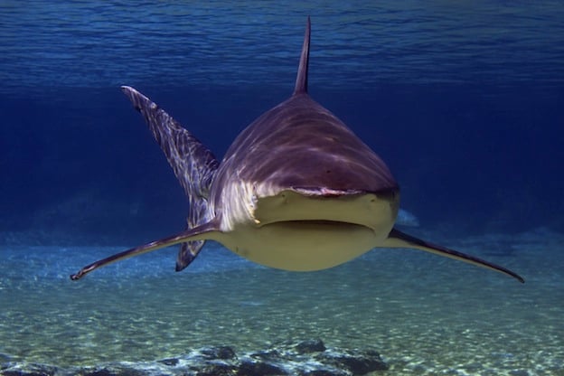 A typical bull shark. Image sharks-world.com