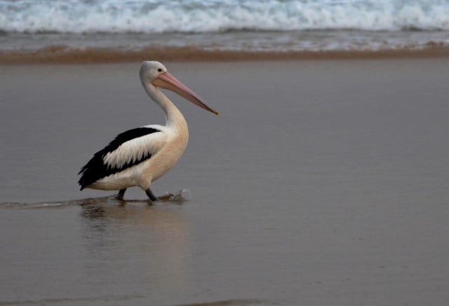 A pelican at Belongil estuary. Photo Mary Gardner