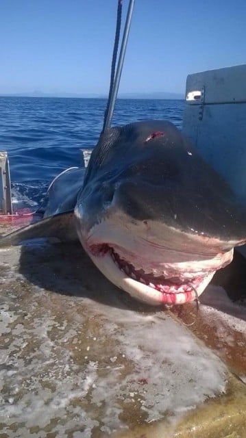 A massive tiger shark, believed to have been captured off Seven Mile Beach at Lennox Head on the weekend. (supplied)