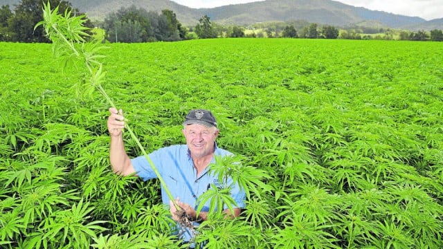 Hunter Valley farmer Bob Doyle and his bumper hemp crop which he says has a huge future. Mr Doyle will make a presentation at the upcoming Byron Bioenergy Conference. Photo by Stuart Scott, The Maitland Mercury 