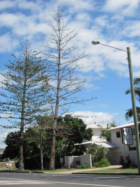 Two of the dying Norfolk Island pines that were removed from Shirley Street, Byron Bay, in December. Another two are being removed today (October 20).