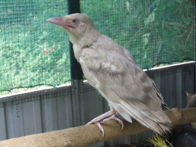 White crow. Picture by Melanie Barsony.