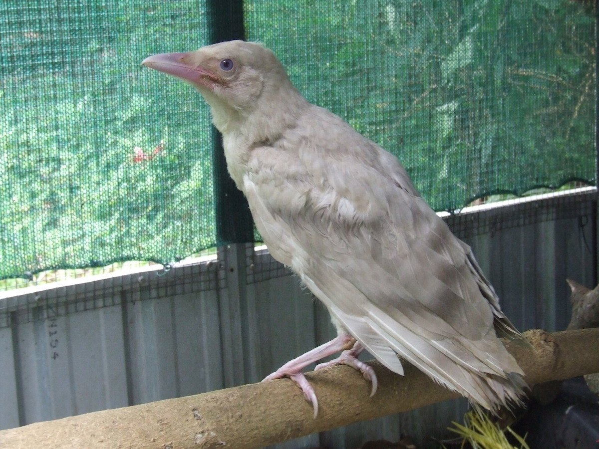 Rare white crow found in Lismore – The Echo