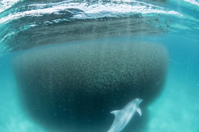 An image showing the large schools of bait fish believed to be attracting sharks closer to the coastline. (Picture Phil Gallagher / AquaTech)