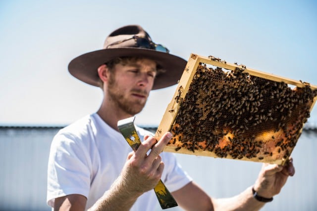 Bee One Third's Jack Stone examining a frame of one of his hives. Photo Maleika Halpin