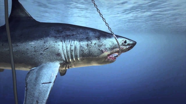 So-called 'smart' drum lines are to be deployed on the north coast this summer, as a shark deterrent, with Ballina the first beach to receive them. Photo YouTube