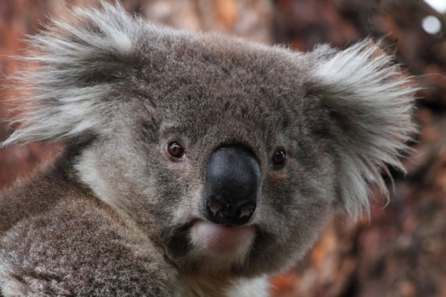 The Tweed population of koalas is in danger of extinction, according to koala expert Dr Steve Phillips. Photo flickr.com/frankzed 