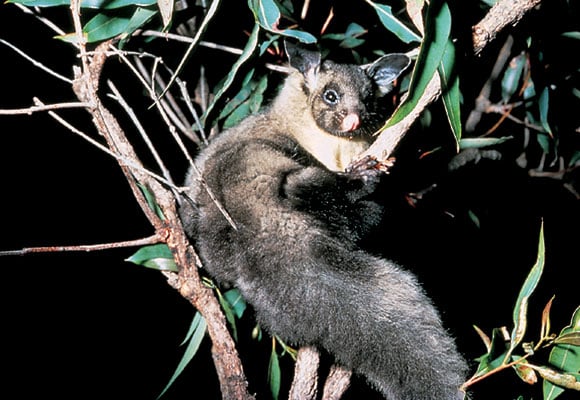 Habitat of the yellow bellied glider is under threat by the Forestry Corp's trashing of Cherry Tree State Forest. Photo Girraween NP website