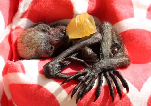 The premature flying fox pup at just four days old. Photo Lib Ruytenberg