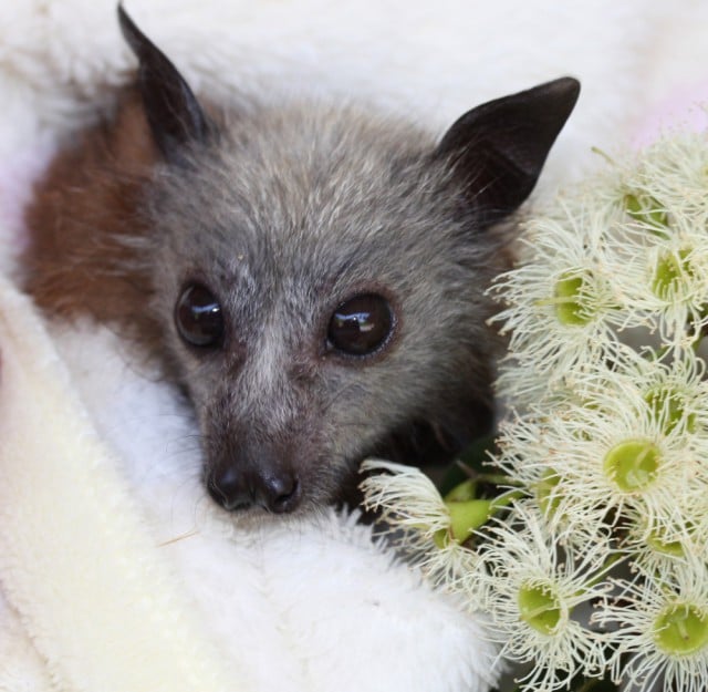 Born premature, this tiny grey-headed flying fox pup raised by WIRES volunteers is now ready for release. Photo Lib Ruytenberg