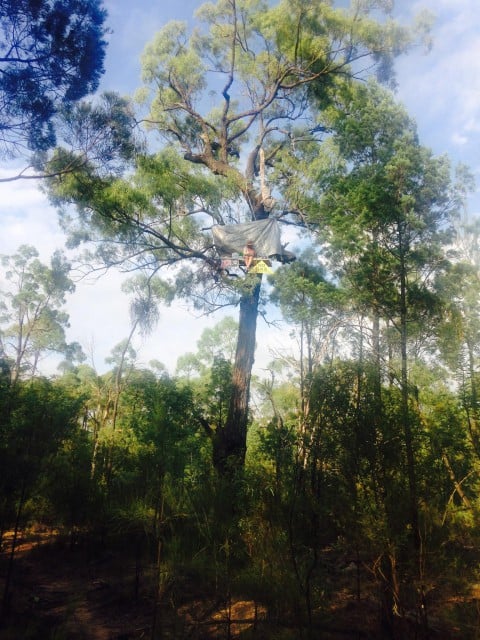 Environment minister Greg Hunt's cousin Jen Hunt in a tree sit at Santos' Leewood site, pleading with him to halt Santos' CSG processing plant there.