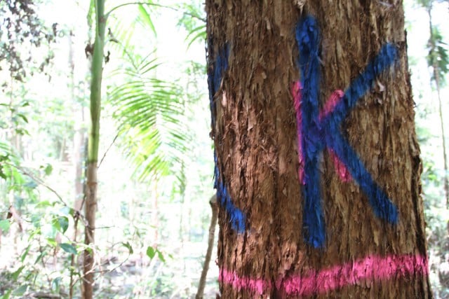 A high-use koala habitat tree was clearly marked but the markings were ignored.