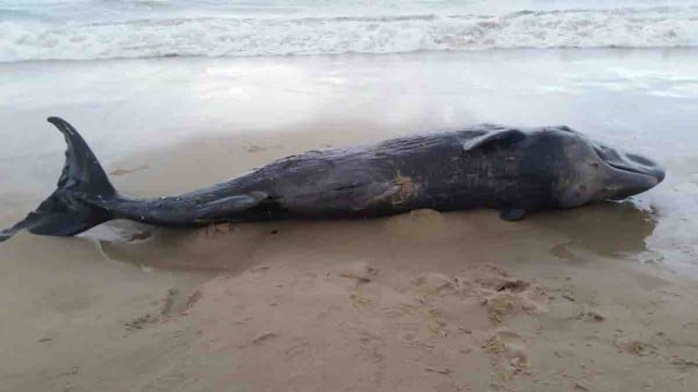 The whale shortly after it beached at Casuarina. Photo courtesy National Park & Wildlife Service.  