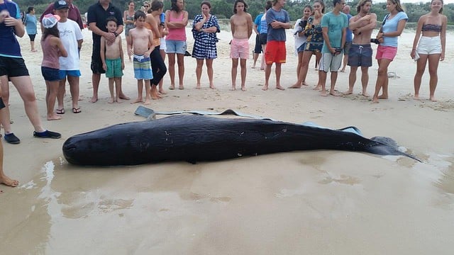 Locals at Casuarina beach surround the beached pilot whale. Photo Department of Primary Industries