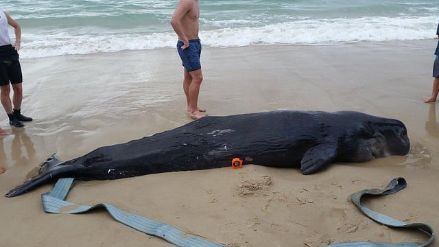 The whale is prepared for removal to a nearby burial site. Photo Department of Primary Industries.