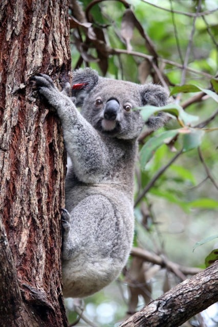 Lucia, the 18-month-old koala from Black Rocks that was successfully rehabilitated and returned last week.