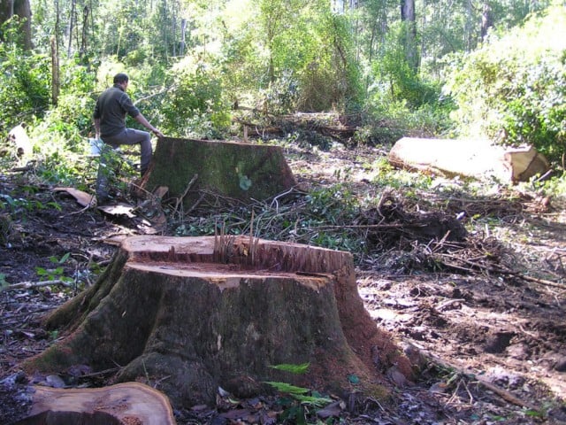 The North Coast Environment Council (NCEC) has congratulated the Labor opposition for refusing to allow woodchipping of north-coast native forests for energy generation. Photo NCEC