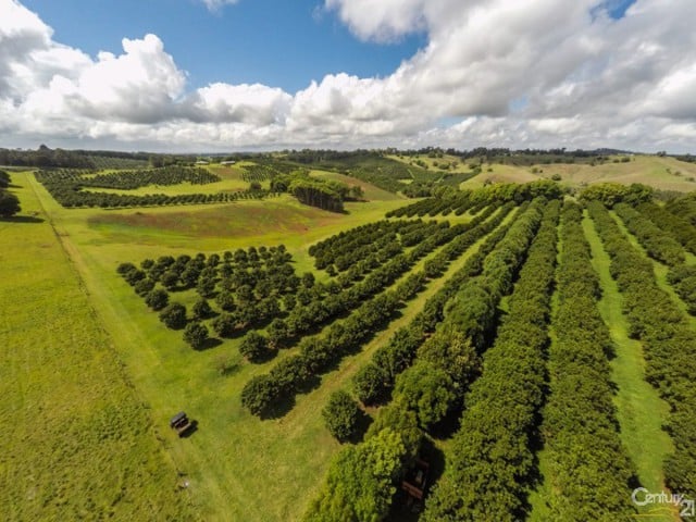 Macadamia nut farms on the north coast are prized by the Chinese for their efficiency.