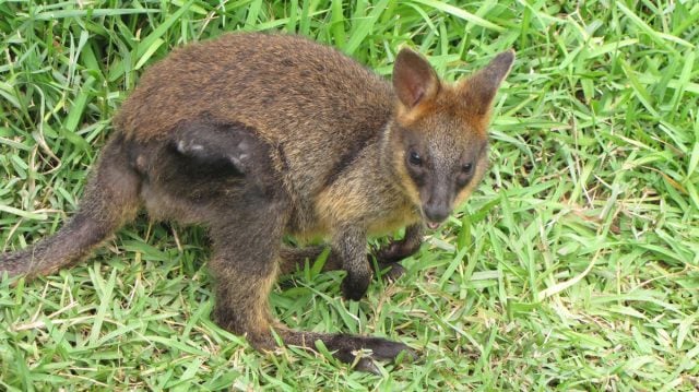 The young wallaby is on the mend after undergoing surgery for a leg injury. (Photo Annie Crowley)