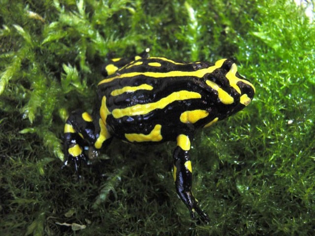 The endangered Southern Corroboree Frog. Photo Taronga Zoo taronga.org.au