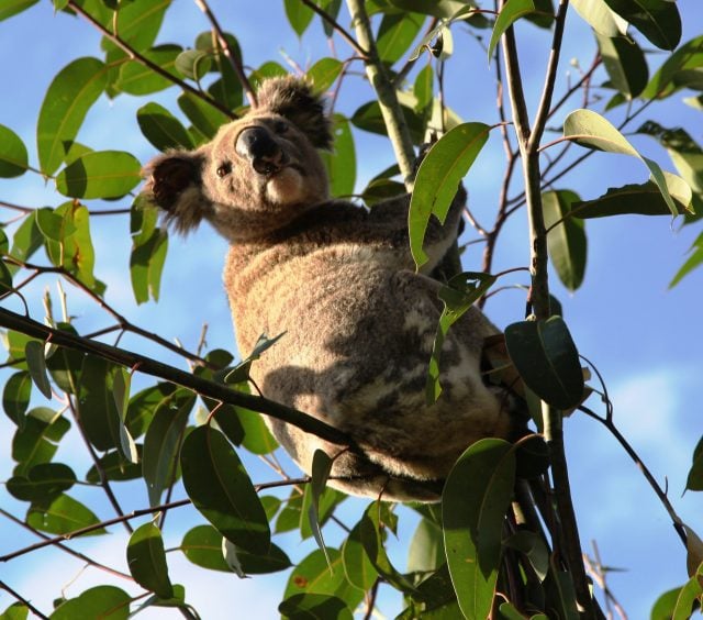 A koala in a newly planted tree shows how restoring koala habitat can help populations recover. Photo Tweed Shire Council