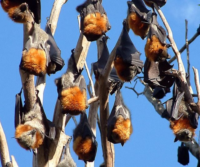 Grey-headed flying foxes. Photo Justin Welbergen, Wikimedia Commons