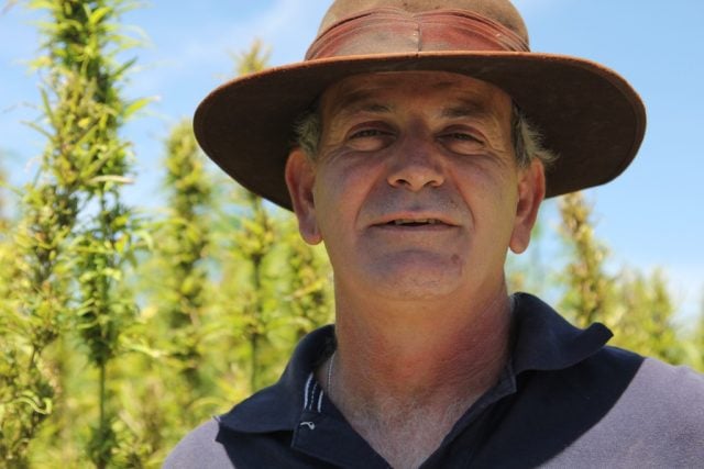 Hemp grower, Andrew Kavasilas. (supplied) 