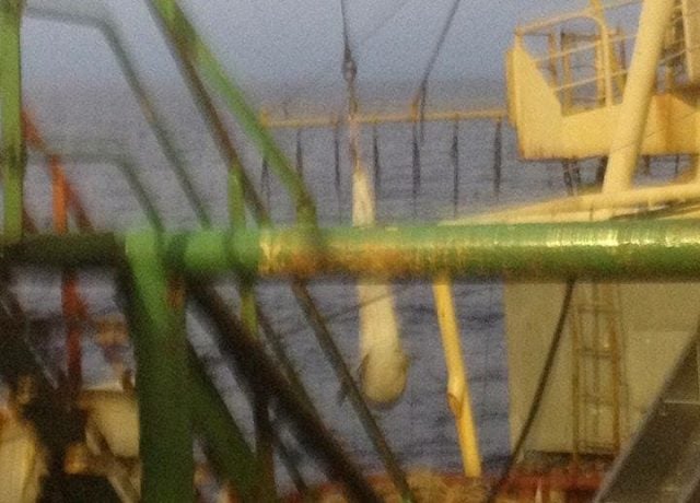 The same animal allegedly hanging above the deck of the Geelong Star. Photo contributed