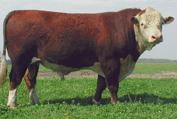 Seven Hereford cattle have gone missing from a property at Old Bonalbo.