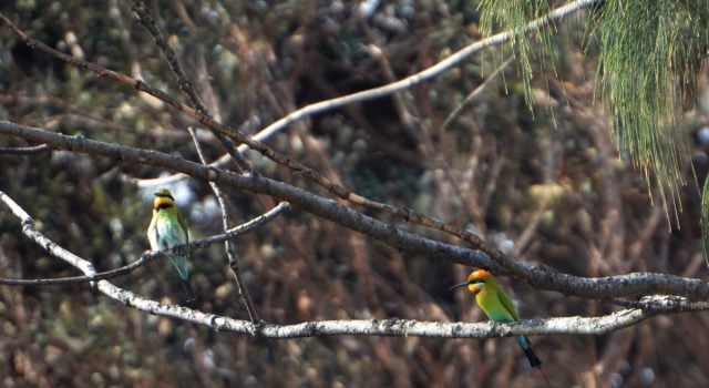 two bee eaters 1